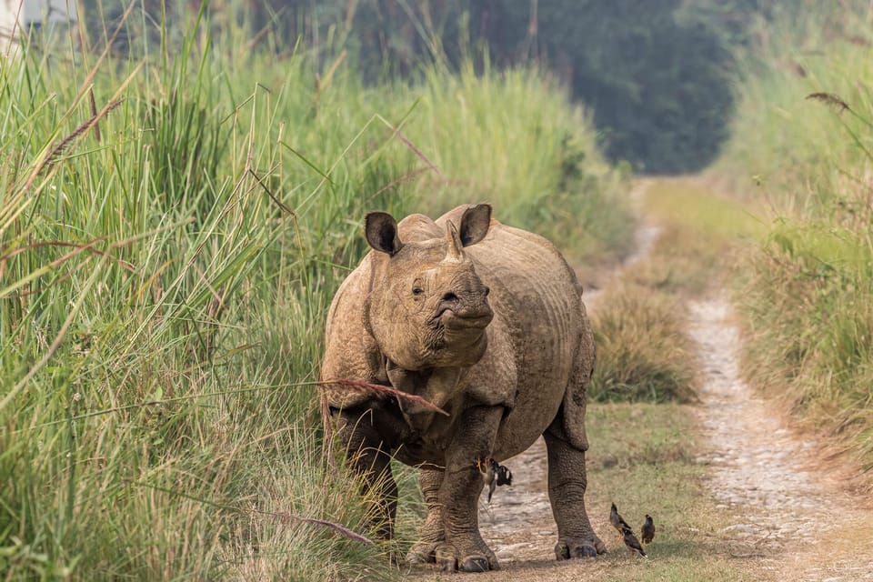 Chitwan: 4-Day Big Five Safari Package photo 2