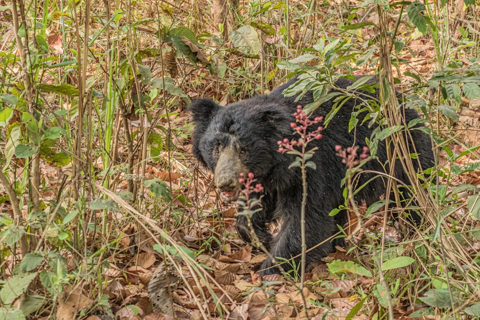 Chitwan: 4-Day Big Five Safari Package photo 3