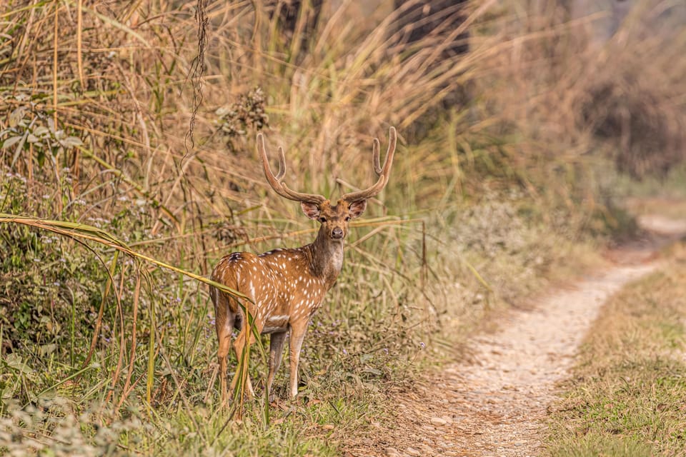 Chitwan: 4-Day Big Five Safari Package photo 5