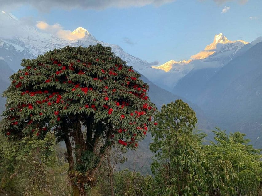 Pokhara: 2-Day Poon Hill Sunrise Trek with Jeep Transfer photo 4