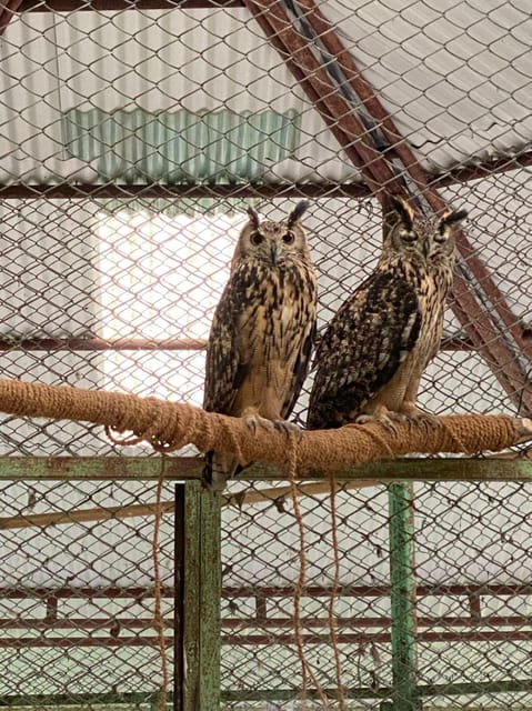 Pokhara:Zoological Park & Lake Suspension Bridge Guided Tour photo 4