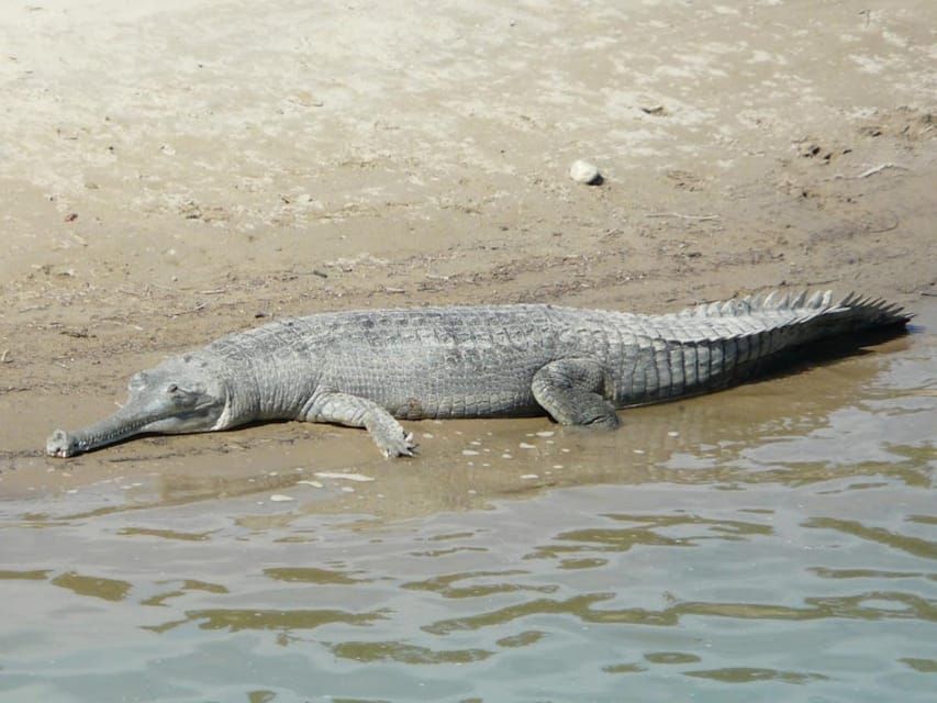 Chitwan Wilderness: Jungle Safari & Trishuli River Adventure photo 2