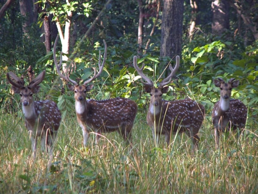 Chitwan Wilderness: Jungle Safari & Trishuli River Adventure photo 3