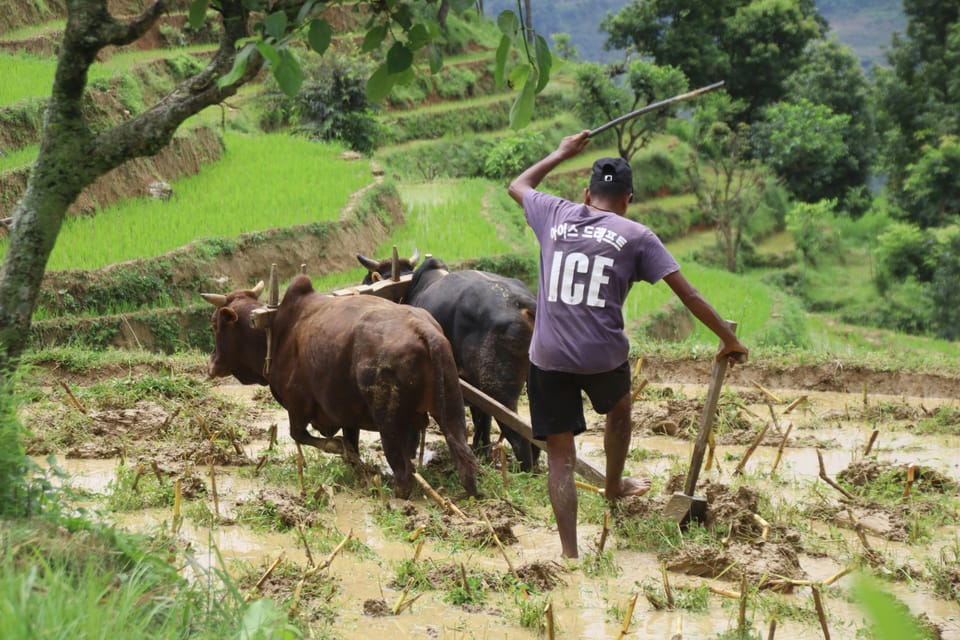 Kathmandu: Paddy Planting Festival with Lunch & Hike photo 2