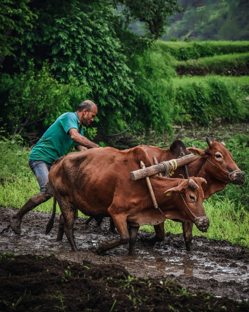 Kathmandu: Paddy Planting Festival with Lunch & Hike photo 4