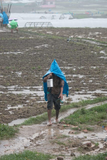Kathmandu: Paddy Planting Festival with Lunch & Hike photo 5
