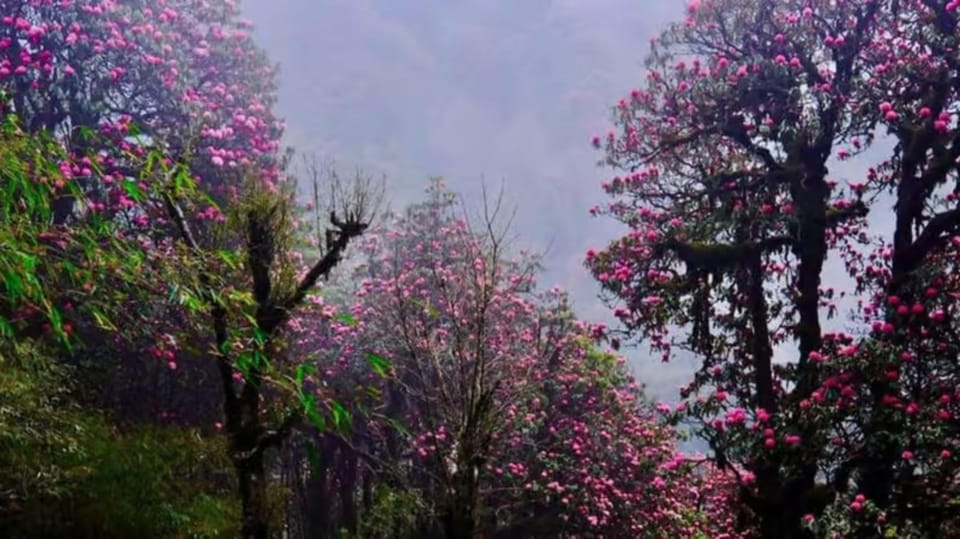 Pokhara: 4-Day Ghorephani and Poon Hill Private Trek photo 5