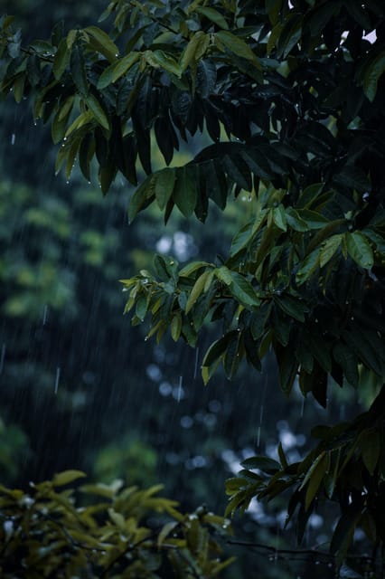 Kathmandu: Monsoon Magic! Eat, Explore, Capture the Rain photo 2