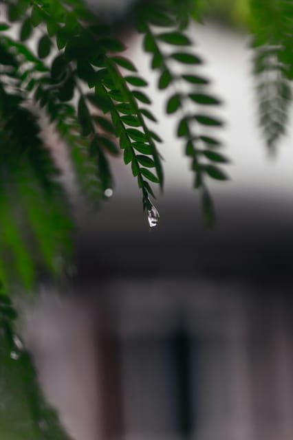 Kathmandu: Monsoon Magic! Eat, Explore, Capture the Rain photo 3