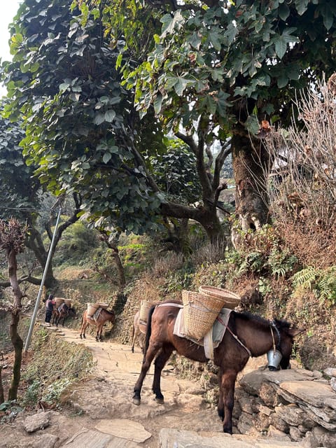 Pokhara: 3-Day Sikles and Kori Danda Trek with Meals photo 2