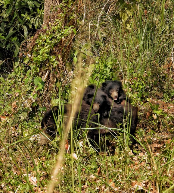 Chitwan: Full-Day Safari Canoeing and Jungle walk and Jeep photo 3