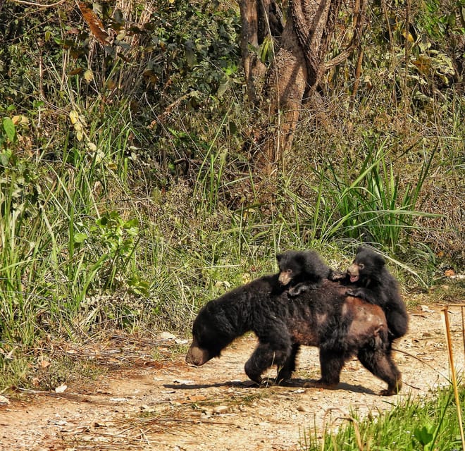 Chitwan: ONE DAY AND HALF CANOEING AND JUNGLE WALK AND JEEP photo 2