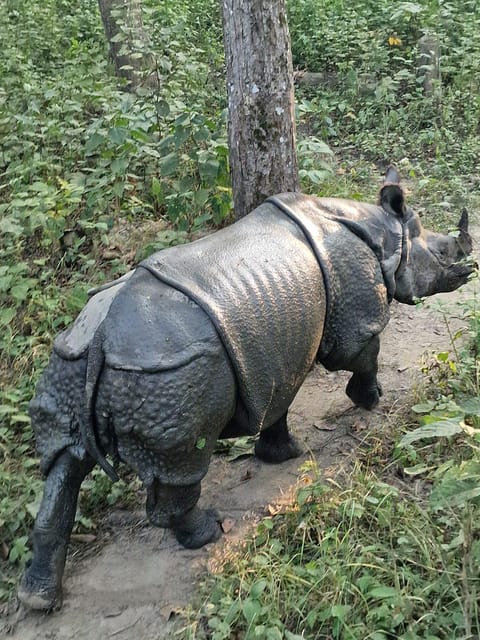 Chitwan: ONE DAY AND HALF CANOEING AND JUNGLE WALK AND JEEP photo 4