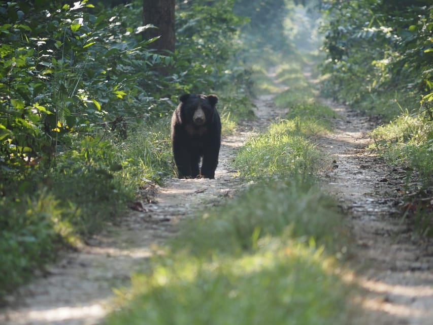 Chitwan: ONE DAY AND HALF CANOEING AND JUNGLE WALK AND JEEP photo 5