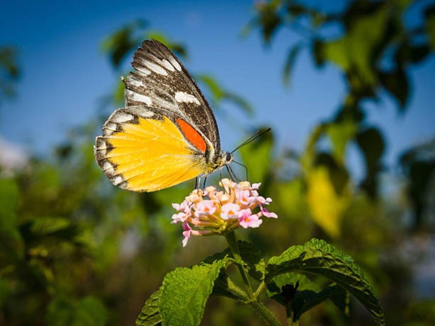 Pokhara: Gurkha, Mountain, and Butterfly Museum Tour photo 5
