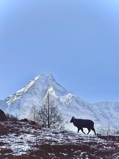 Manaslu Circuit : 14-Day Guided and All-Inclusive Trek photo 4