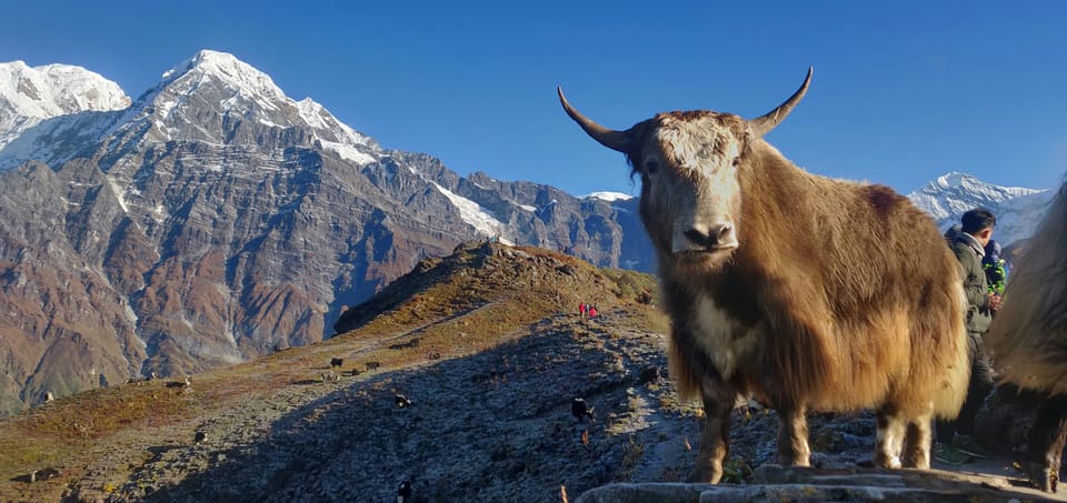 5 Days Mardi Himal Trek with Flights from Pokhara photo 4