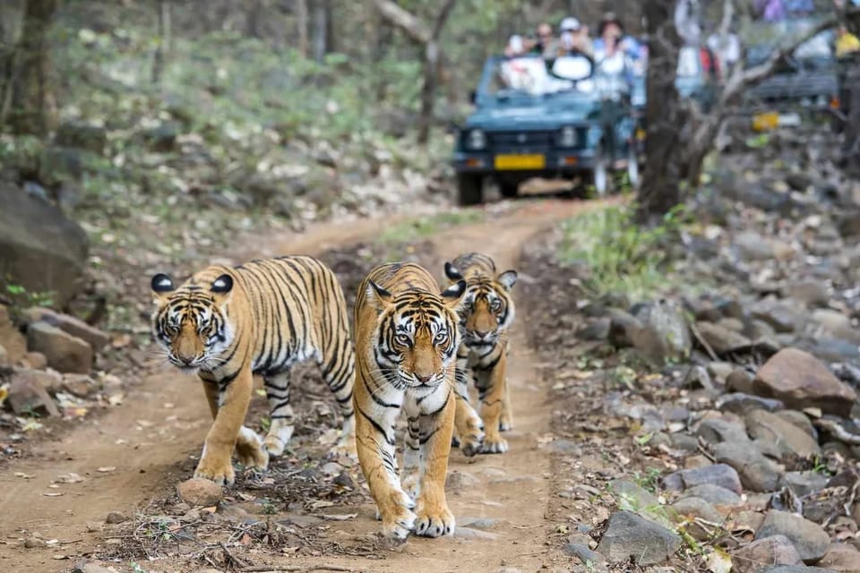 Golden Triangle Tour with Ranthambore Wildlife Safari 4D/3N photo 2
