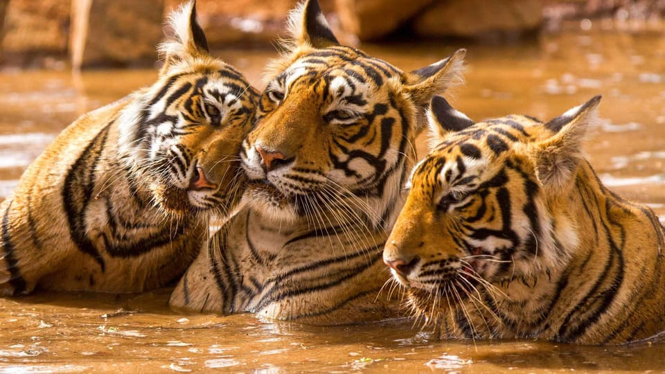 Golden Triangle Tour with Ranthambore Wildlife Safari 4D/3N photo 3