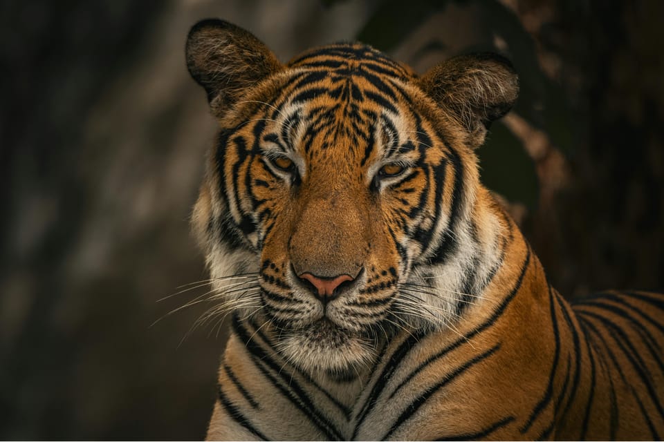 Pokhara to Chitwan: Culture, Wildlife & Jungle Safari Escape photo 2