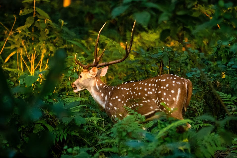 Pokhara to Chitwan: Culture, Wildlife & Jungle Safari Escape photo 3