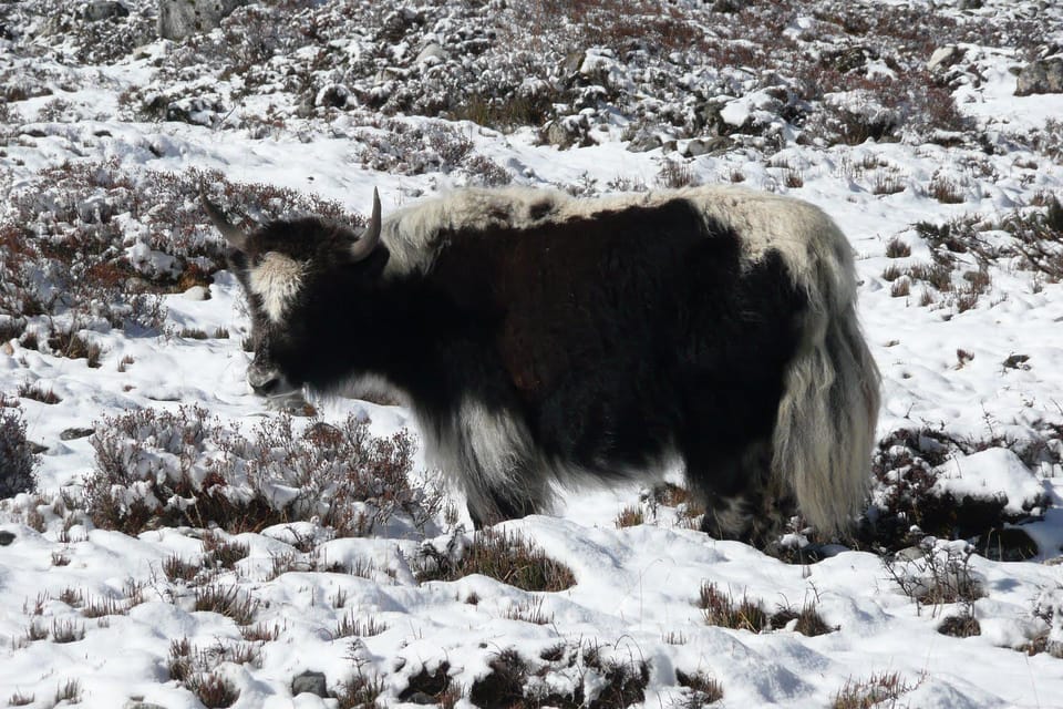 Kathmandu: 7-Day Everest Panorama Serenity Trek photo 5
