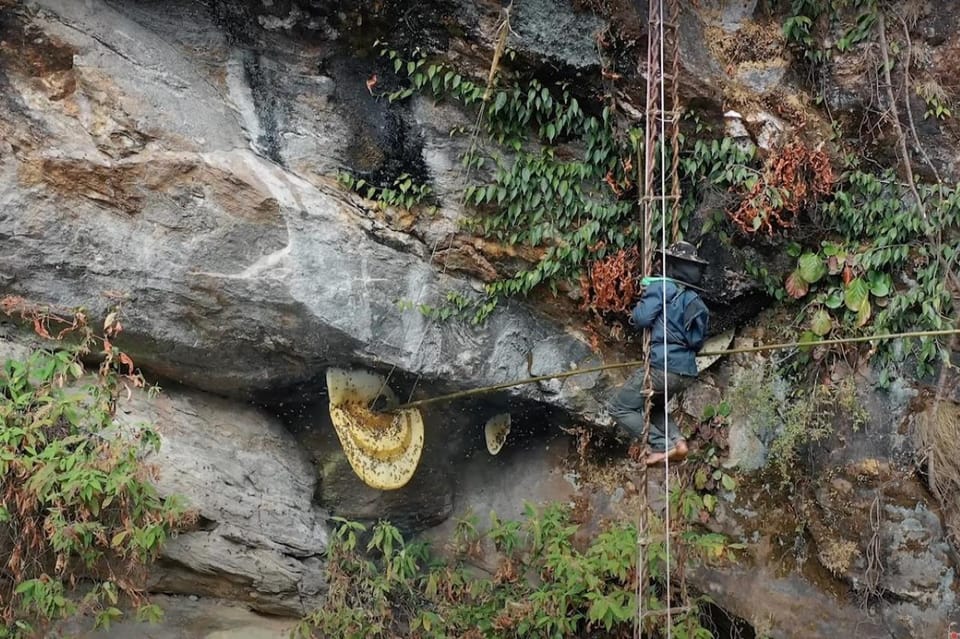 Mad Honey Hunting Tour in Nepal - 4 Days photo 3