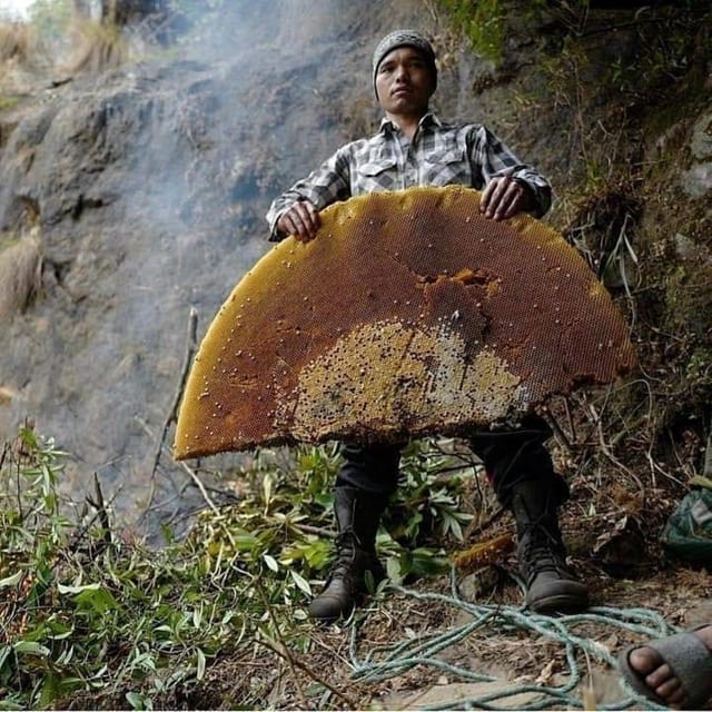 From Kathmandu: 4-Day Annapurna Honey Hunting Tour photo 2