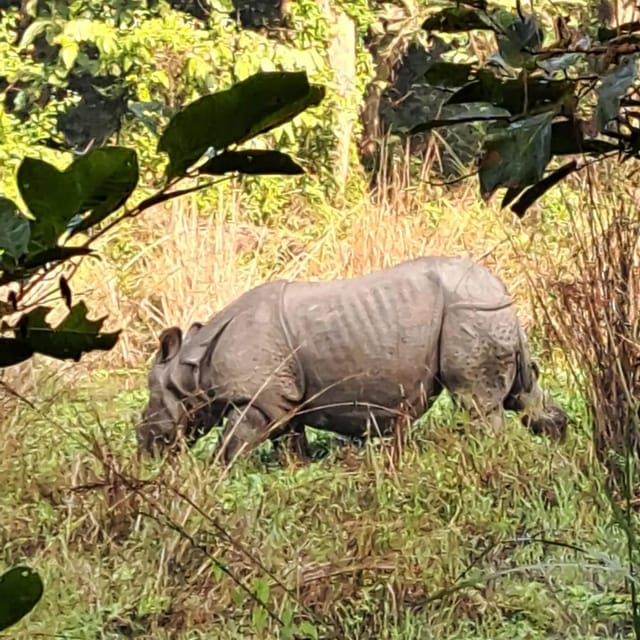 Kathmandu: 3-Day Chitwan Safari Tour with Hotel Transfers photo 3