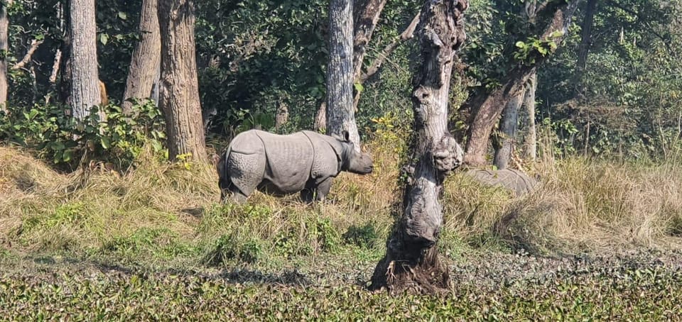 Kathmandu: 3-Day Chitwan Safari Tour with Hotel Transfers photo 4