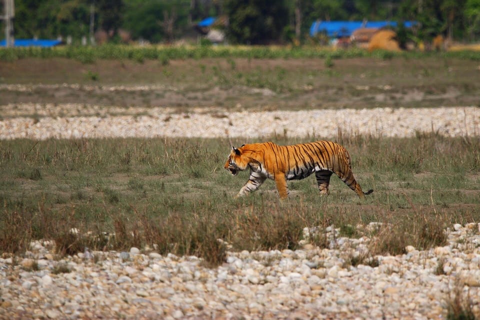 Kathmandu: 4-Day Bardia National Park Tiger Tracking Tour photo 2