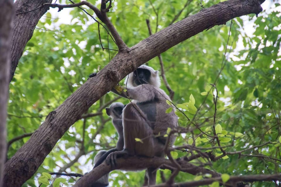 Kathmandu: 4-Day Bardia National Park Tiger Tracking Tour photo 3