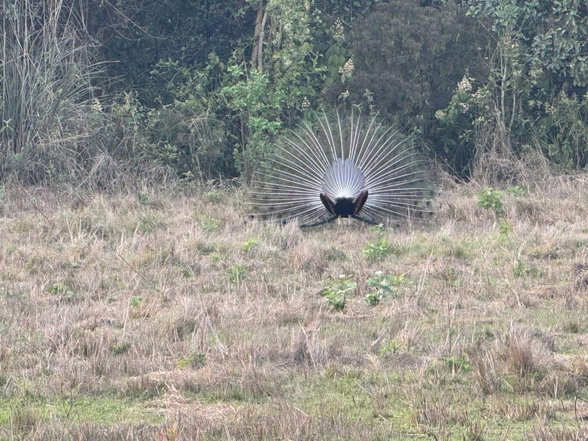 Kathmandu: 4-Day Bardia National Park Tiger Tracking Tour photo 5