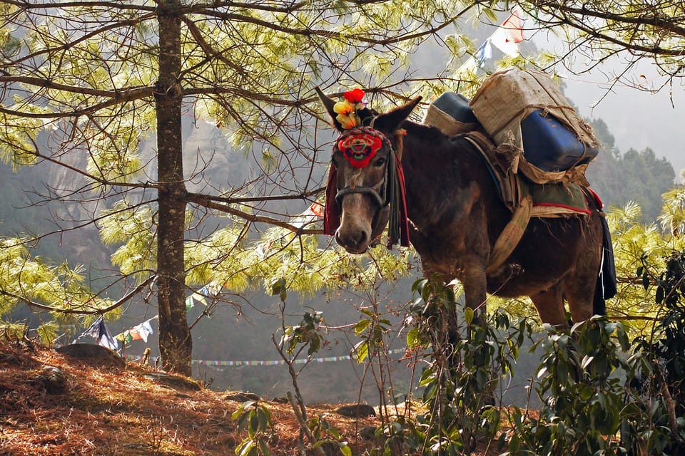 Everest Base Camp Leisurely Trek – 16 Days photo 3