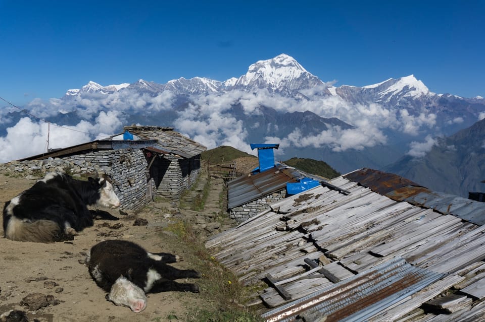 Khopra Ridge Community-13 Days photo 3
