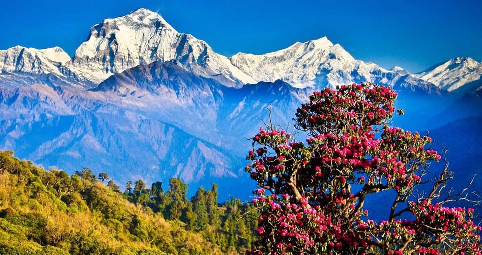 Pokhara: 4-Day Ghorepani, Poonhill & Ghandruk Mountain Trek photo 3