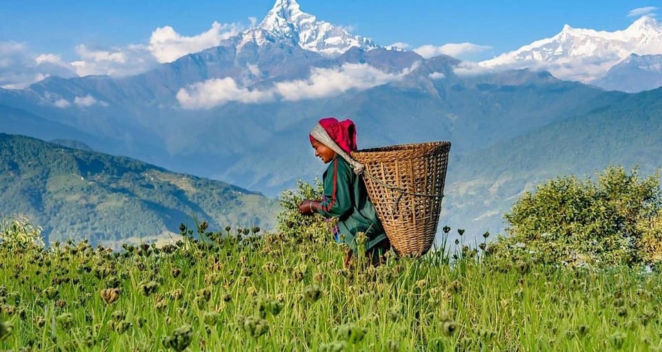 From Pokhara: 2-Day Scenic Australian Camp Trek photo 3