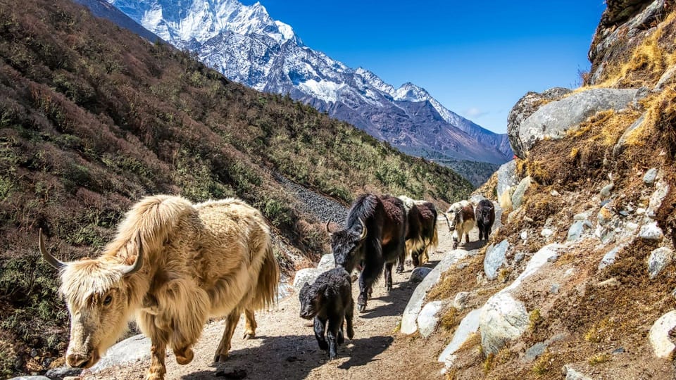 12-Day Guided Everest Base Camp Trek Including Lukla Flights photo 2