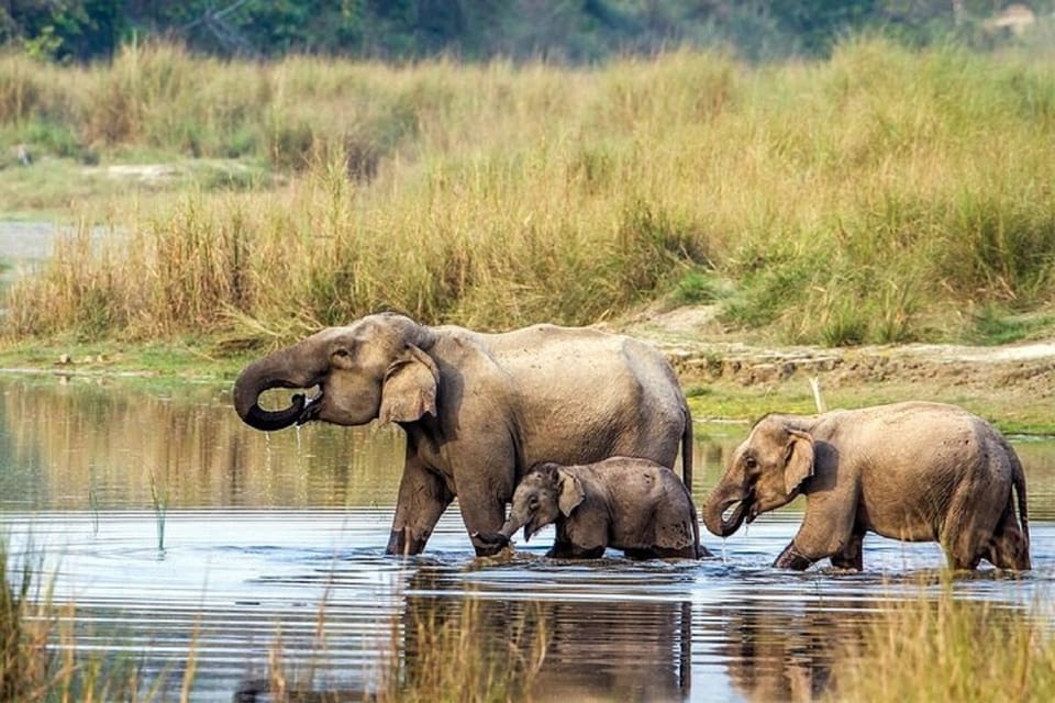 3-Day Chitwan Jungle Safari Adventure From Kathmandu/Pokhara photo 2