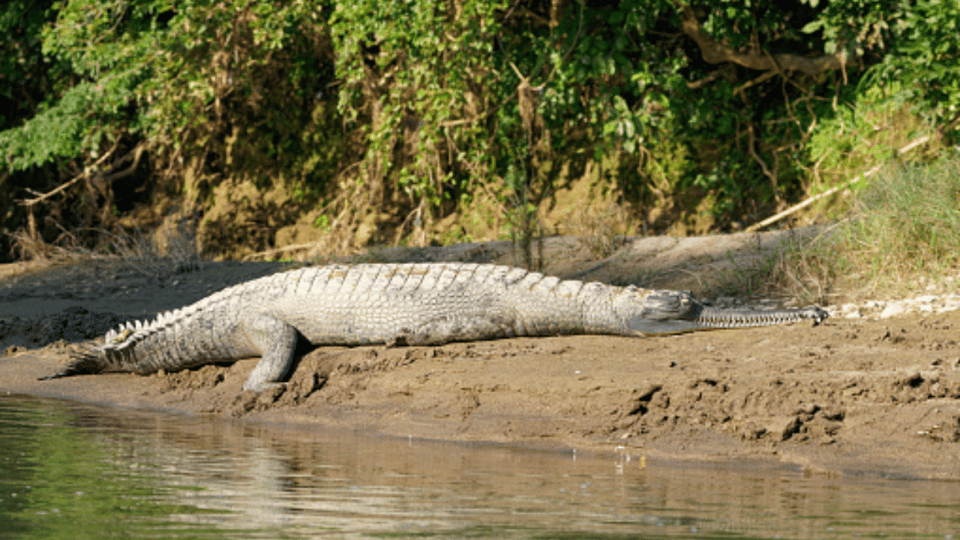 From Kathmandu: 3-Day Chitwan National Park & Elephants Tour photo 2