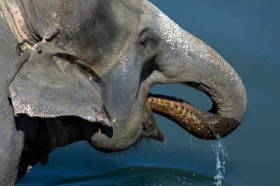 From Kathmandu: 3-Day Chitwan National Park Tour photo 2