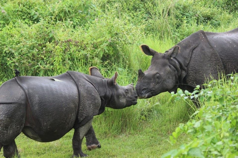 From Kathmandu: 3-Day Chitwan National Park Tour photo 3