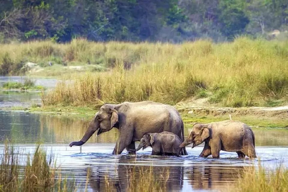 From Kathmandu: 3-Day Chitwan National Park Tour photo 5