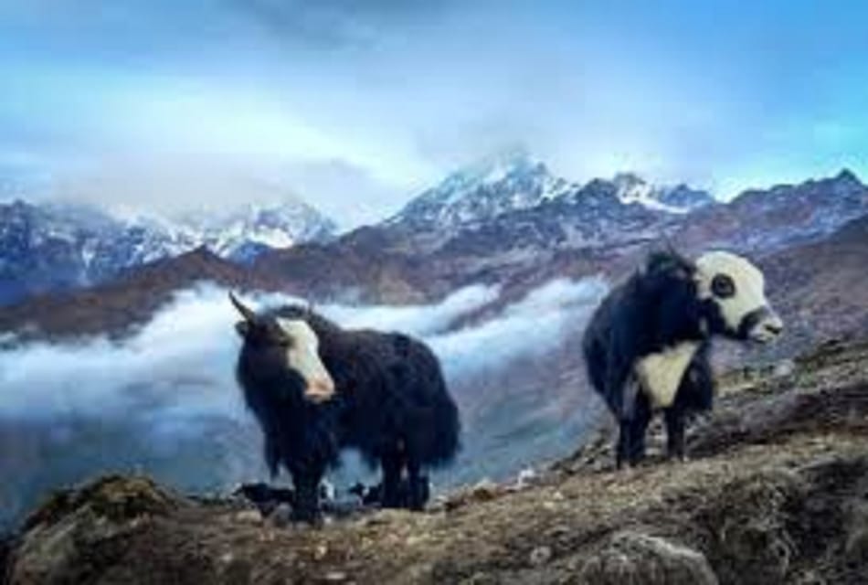 From Pokhara: 2 Night 3 Day Amazing Khumai Danda Trek photo 4