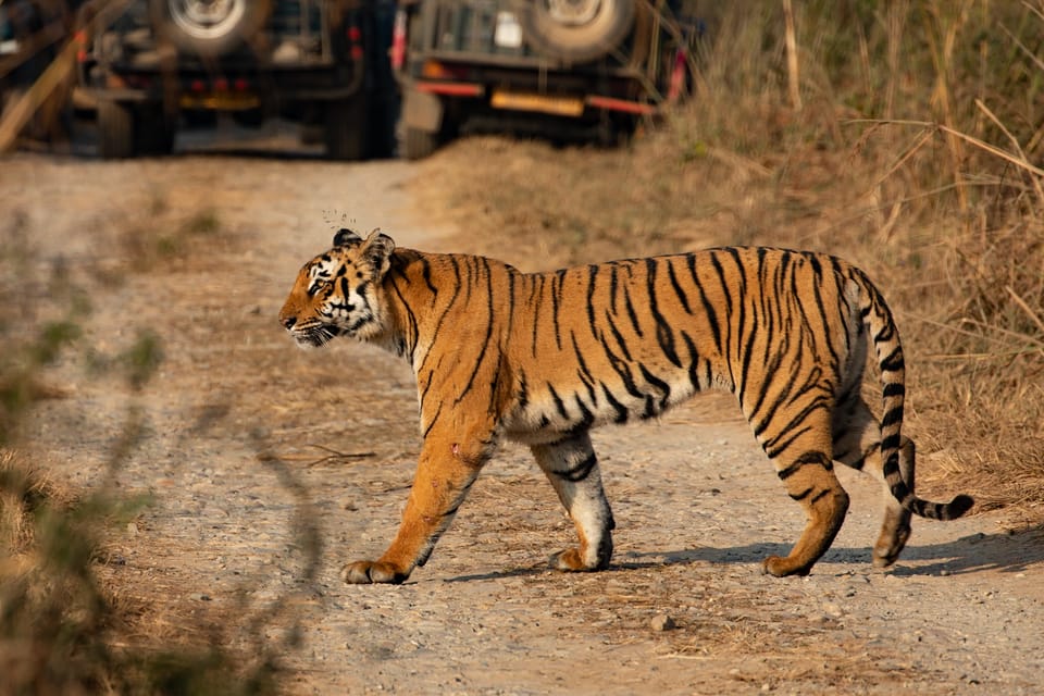 Chitwan: Jungle Safari Tour with Canoe Ride in Forest River photo 2