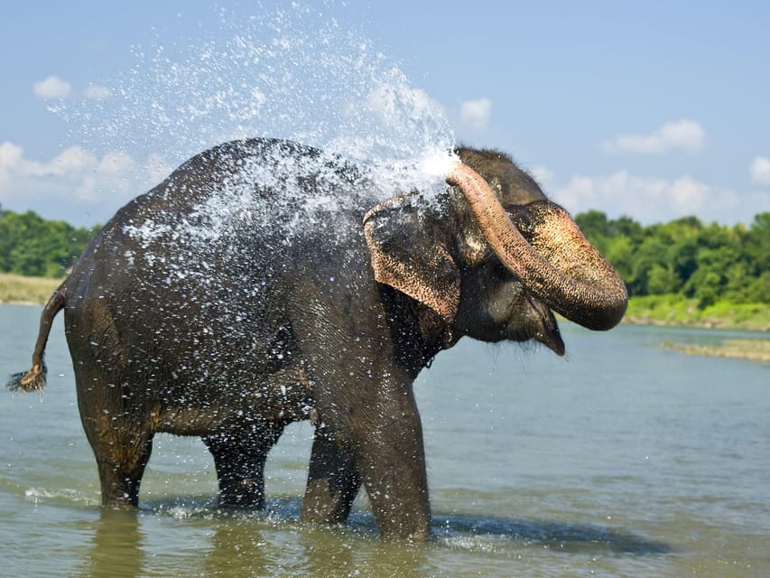 luxury Chitwan Jungle safari 4 days tour photo 3