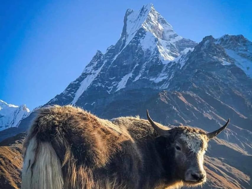 Pokhara: 4-Day Mesmerizing Mardi Himal Guided Trek photo 4