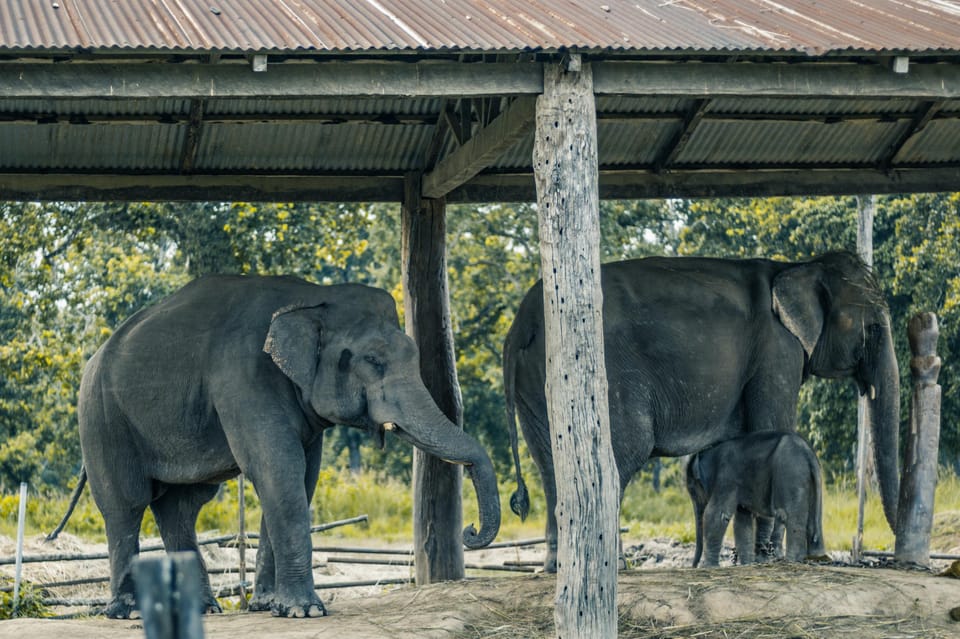 Kathmandu/Pokhara: Wildlife, Culture and Jungle Safari Tour photo 3