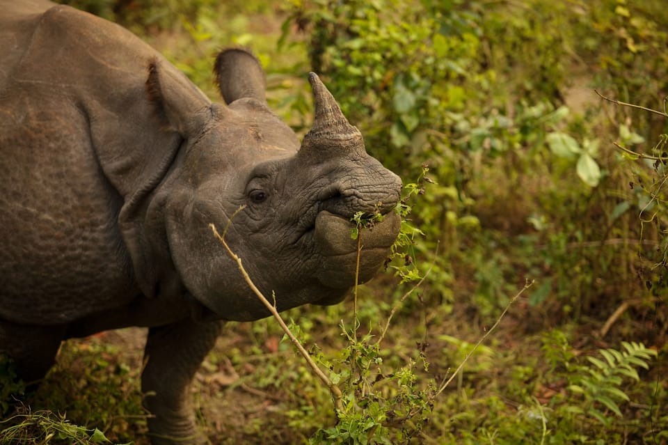 Kathmandu: 3 Day Chitwan Jungle Safari Tour Package photo 4