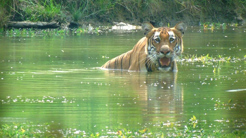 Chitwan Jungle Safari Tour: 3-Day Chitwan National Park Tour photo 4